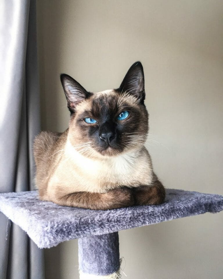 Siamese Cat With White Paws