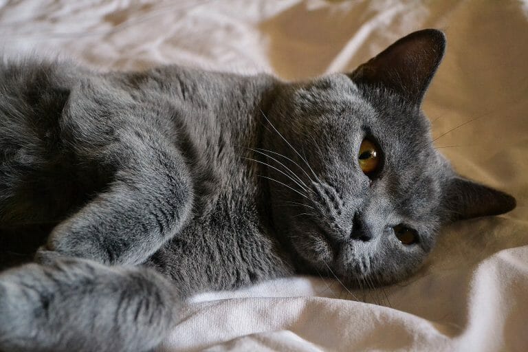 Are British Shorthair Hypoallergenic? (8 Tips for Allergic Families)