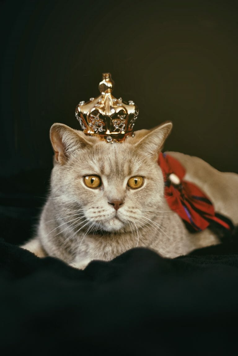 Are British Shorthair Indoor Cats? (6 Reasons They Are)