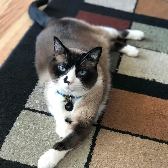Are Snowshoe Cats Talkative?