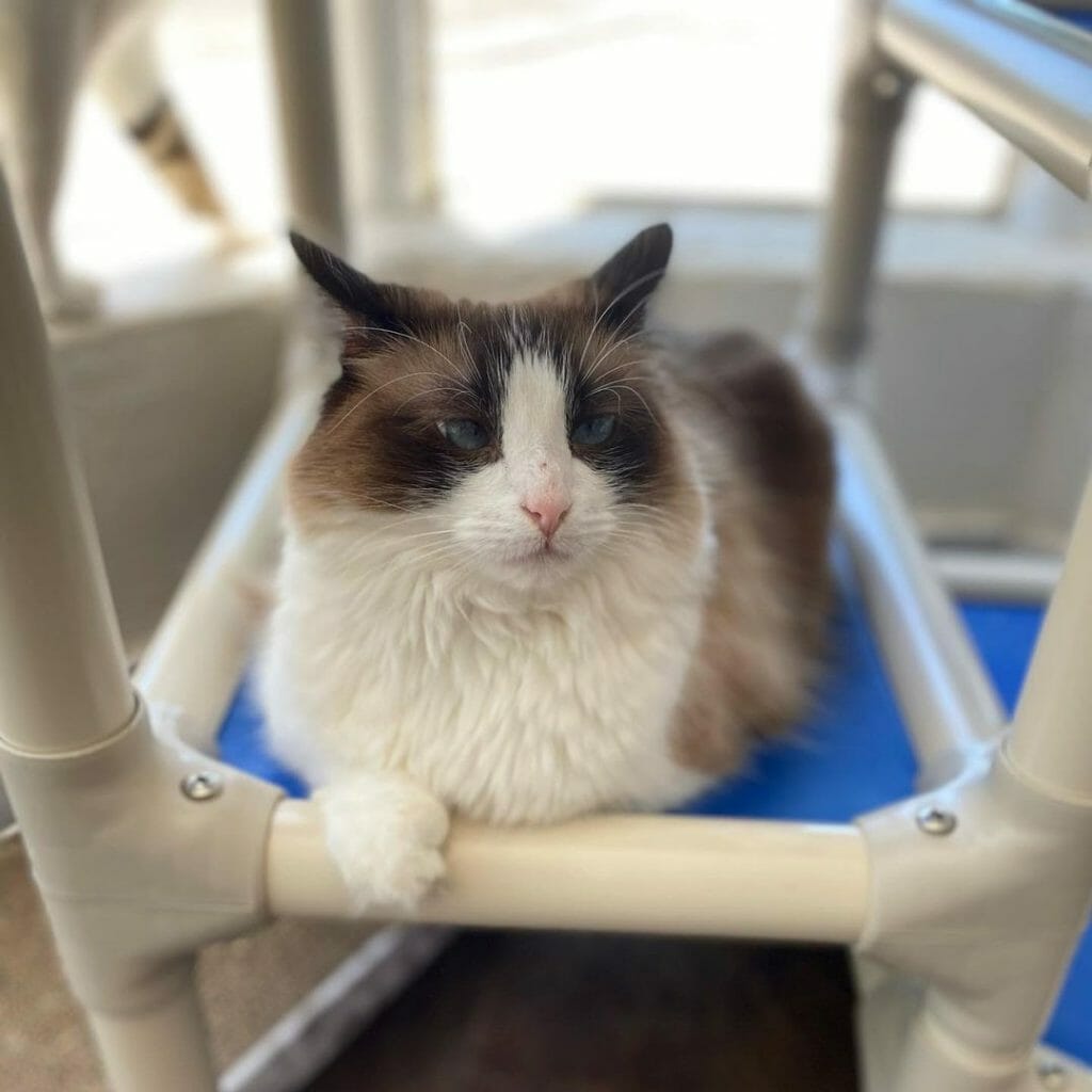 Are Snowshoe Cats Hypoallergenic? (8 Tips for Allergic Families) MyMoggy