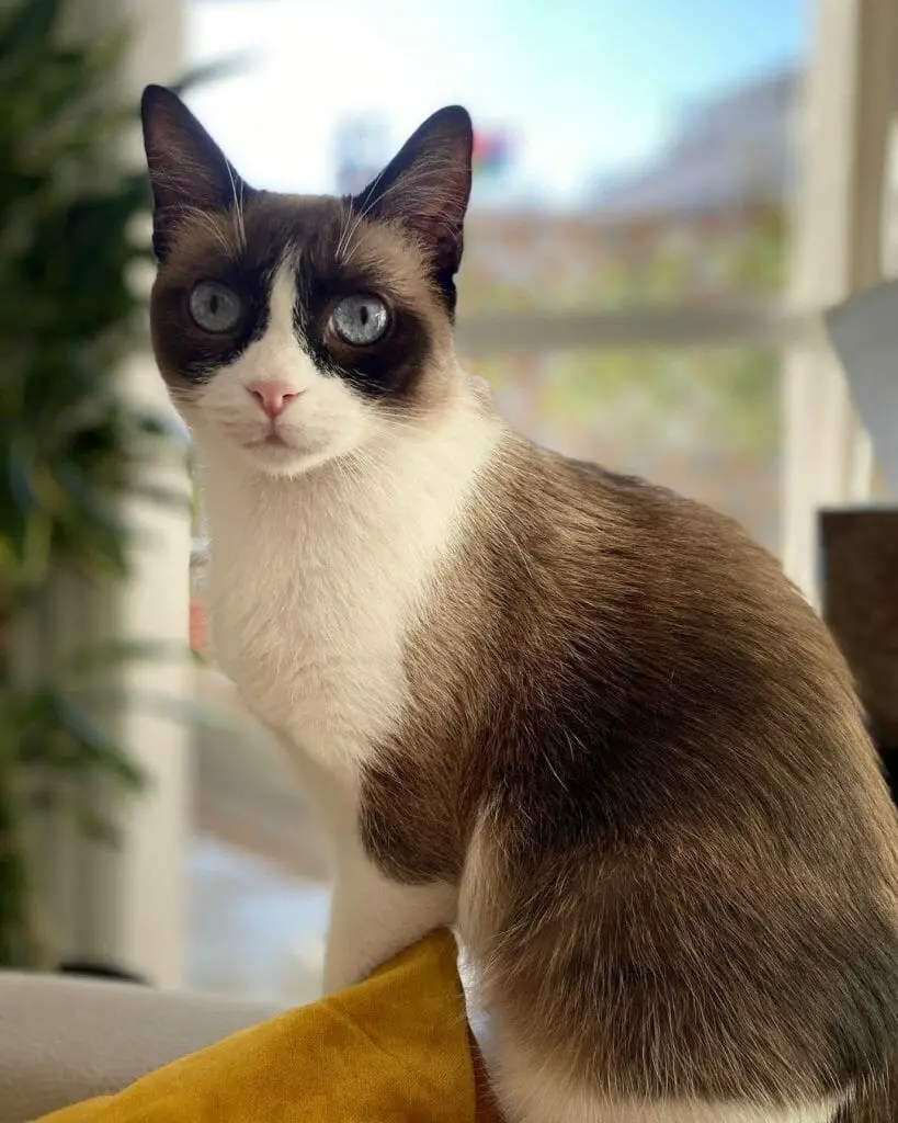 Are Snowshoe Cats Expensive? (3 Things to Know Before Purchasing 
