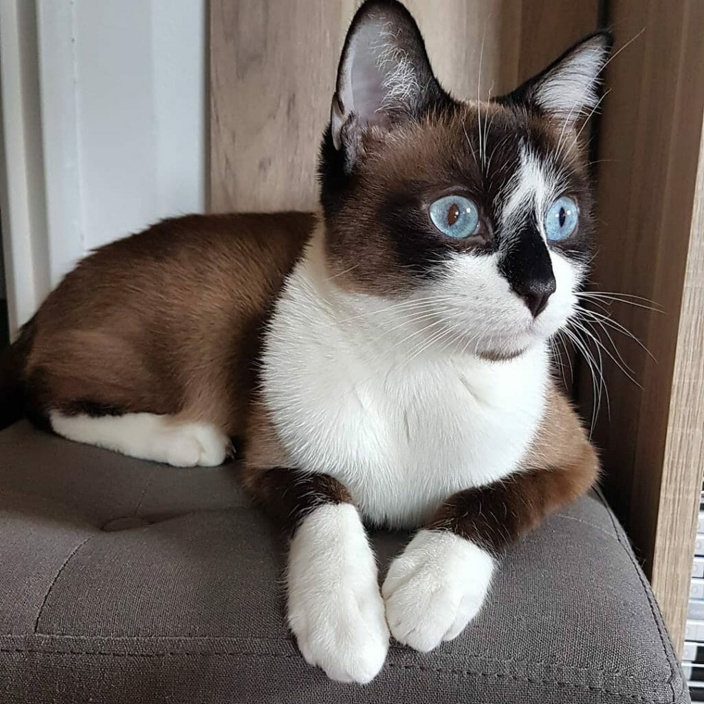 Are Snowshoe Cats Hypoallergenic