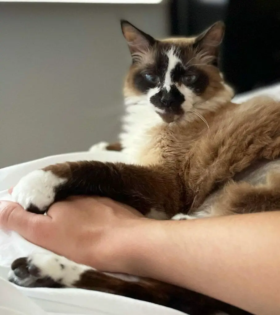 Are Snowshoe Cats Hypoallergenic? (8 Tips for Allergic Families) MyMoggy