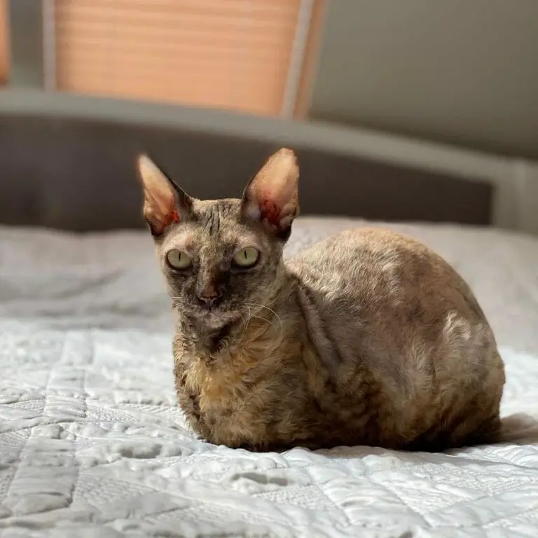 Are Cornish Rex Cats Hypoallergenic? (6 Tips for Allergic Owners)