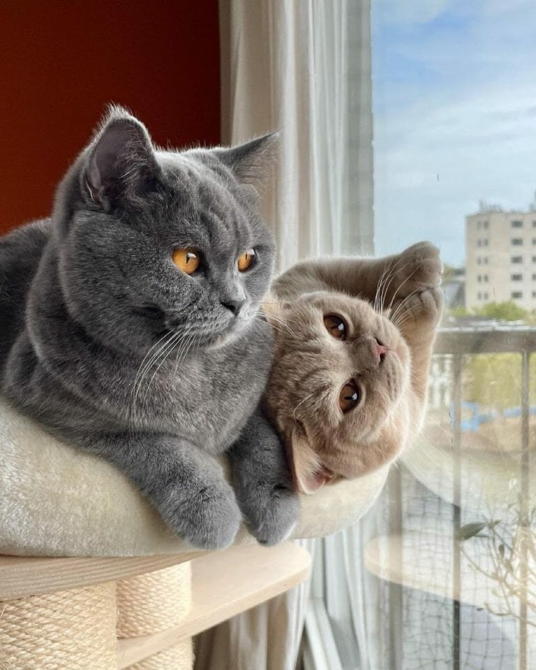 British Shorthair 101: The Essential Guide