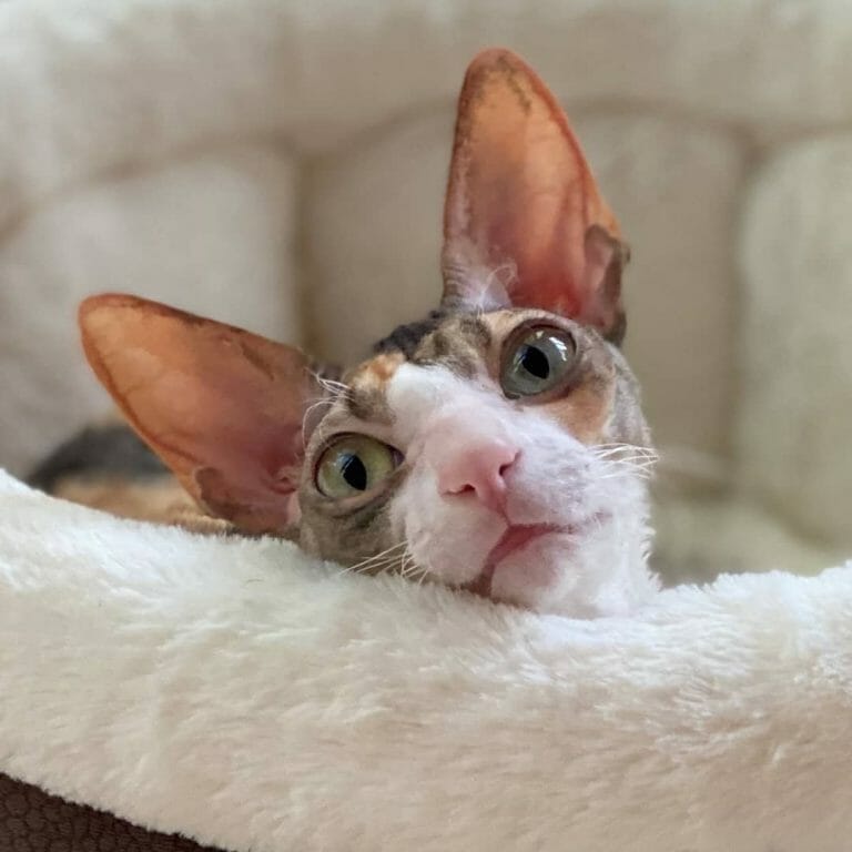 Cornish Rex 101: The Essential Guide