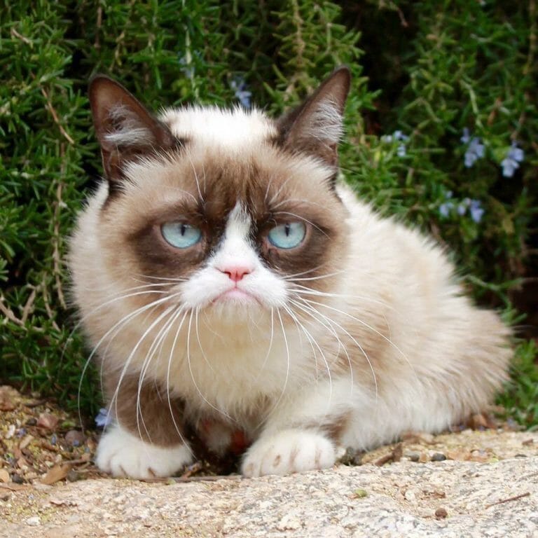 What Kind of Cat Is Grumpy Cat? 9 More Questions Answered