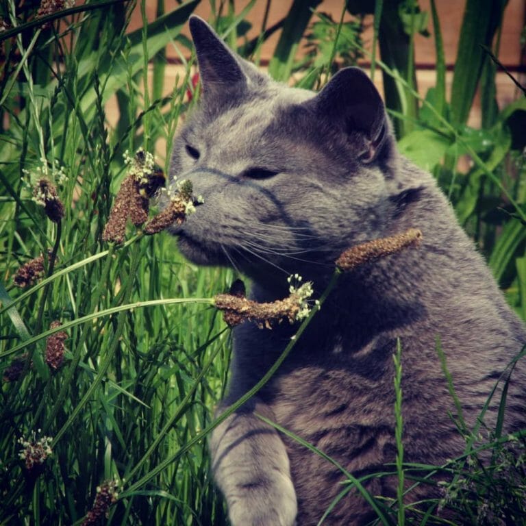 Are Russian Blue Cats Rare? What You Need to Know About Russian Blue Cats