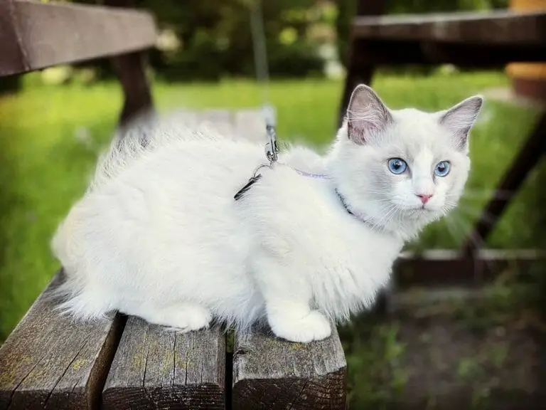 Siberian Cat vs Ragdoll: Which Cat Should I Get?