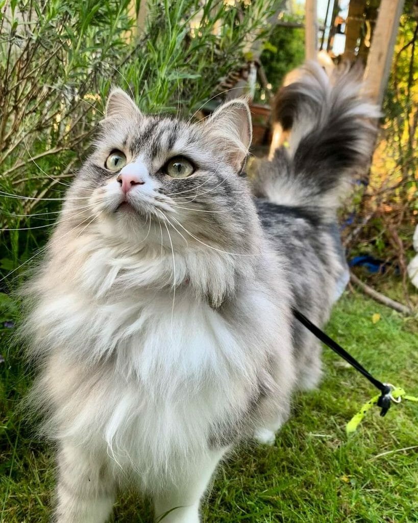 Can I Get A Siberian Cat If I'M Allergic?
