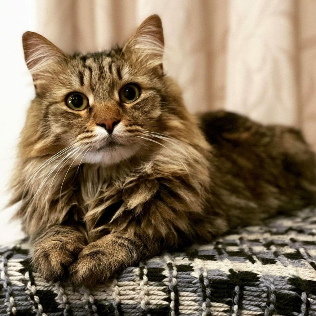 How Much Is A Siberian Cat 7 Reasons Why They Re Expensive Mymoggy