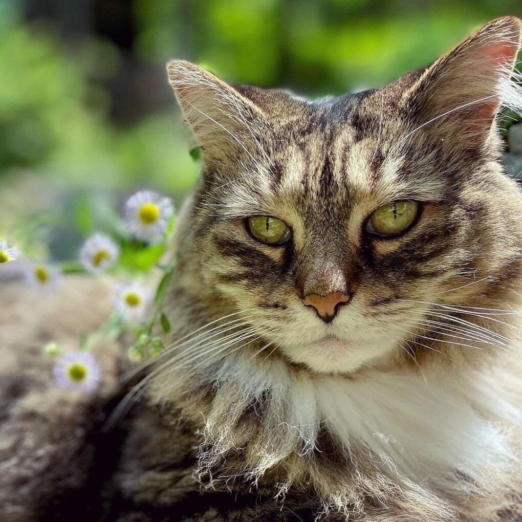 How Much Is a Siberian Cat? 7 Reasons Why They’re Expensive - MyMoggy