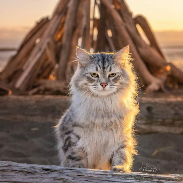 Where Can I Buy a Siberian Cat? 7 Best Places to Get Your Russian Cat