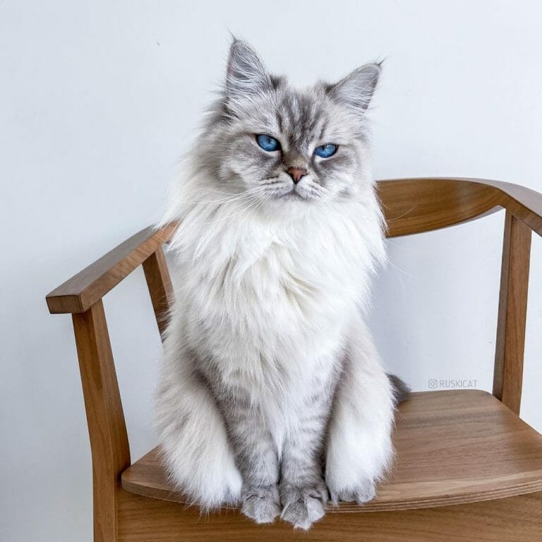 Are Siberian Cats Friendly? 7 Signs That Your Siberian Cat Likes You