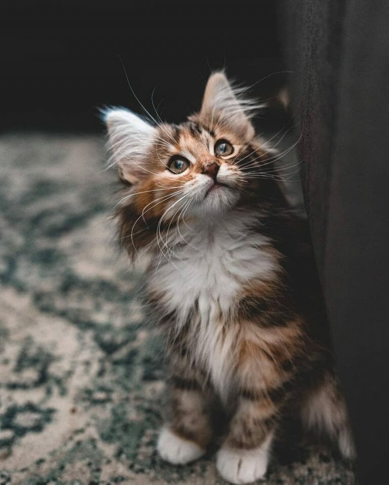 Where Can I Buy a Norwegian Forest Cat? 7 Best Places to Get Your Norwegian Cat