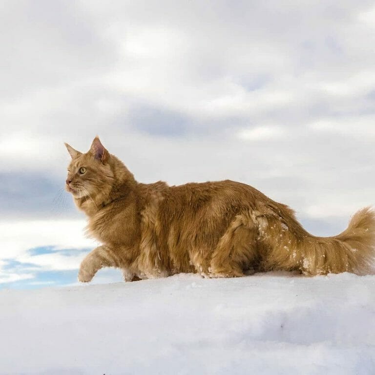 Norwegian Forest Cat vs Fox: When Both Collide