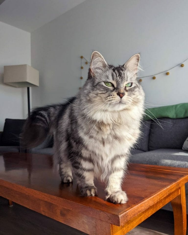 How Big Is a Siberian Cat? His Size Compared to 7 Other Cat Breeds