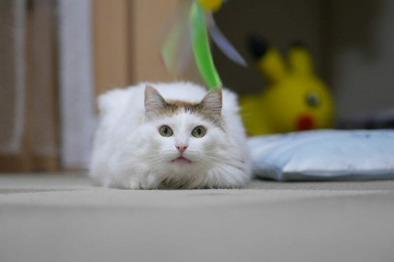 Norwegian Forest Cat vs Turkish Angora: Everything You Need to Know
