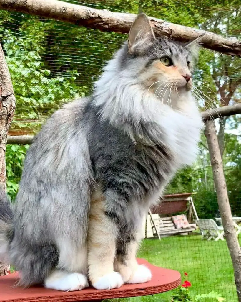 How Big Is a Norwegian Forest Cat Let's Find Out   MyMoggy