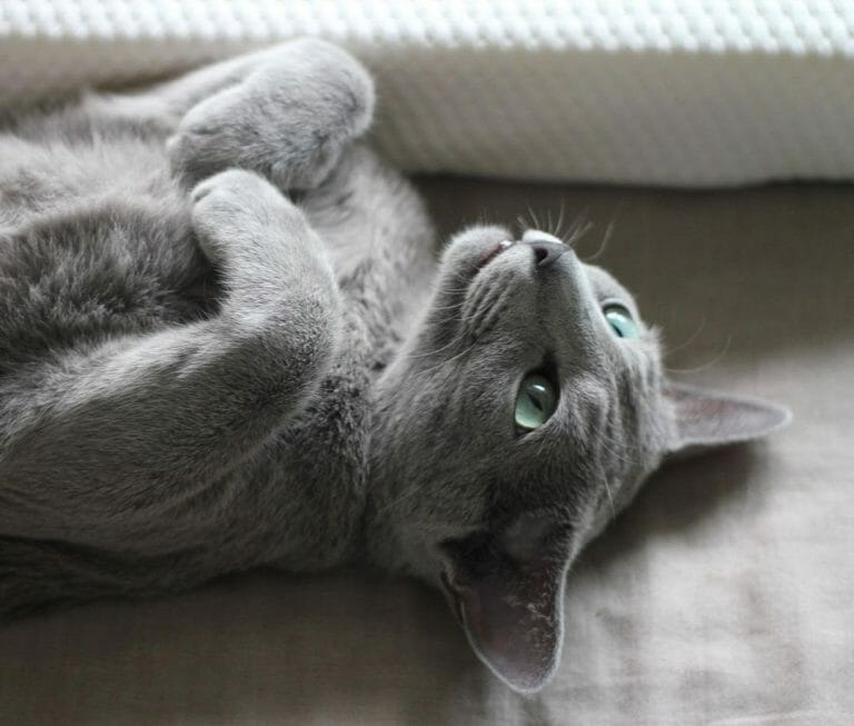 Do Russian Blue Cats Shed? How To Groom a Russian Blue Cat?