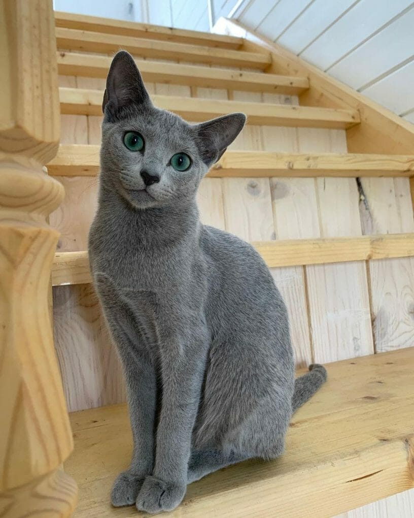 How Long Does The Russian Blue Cat Live MyMoggy