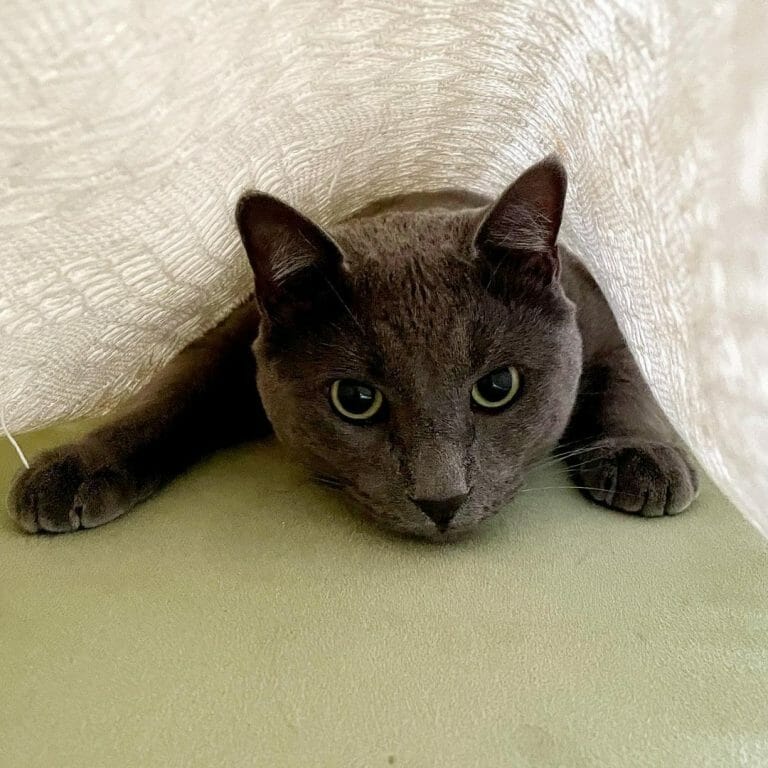 Are Russian Blue Cats Friendly?