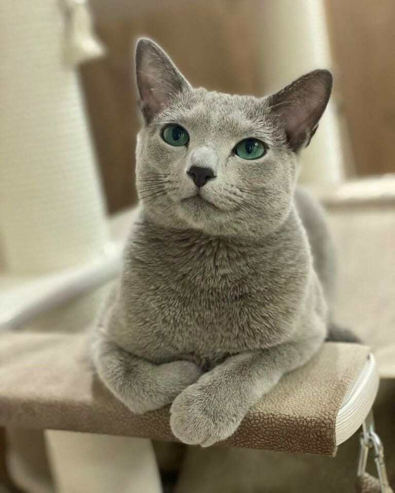 Are Russian Blue Cats Vocal