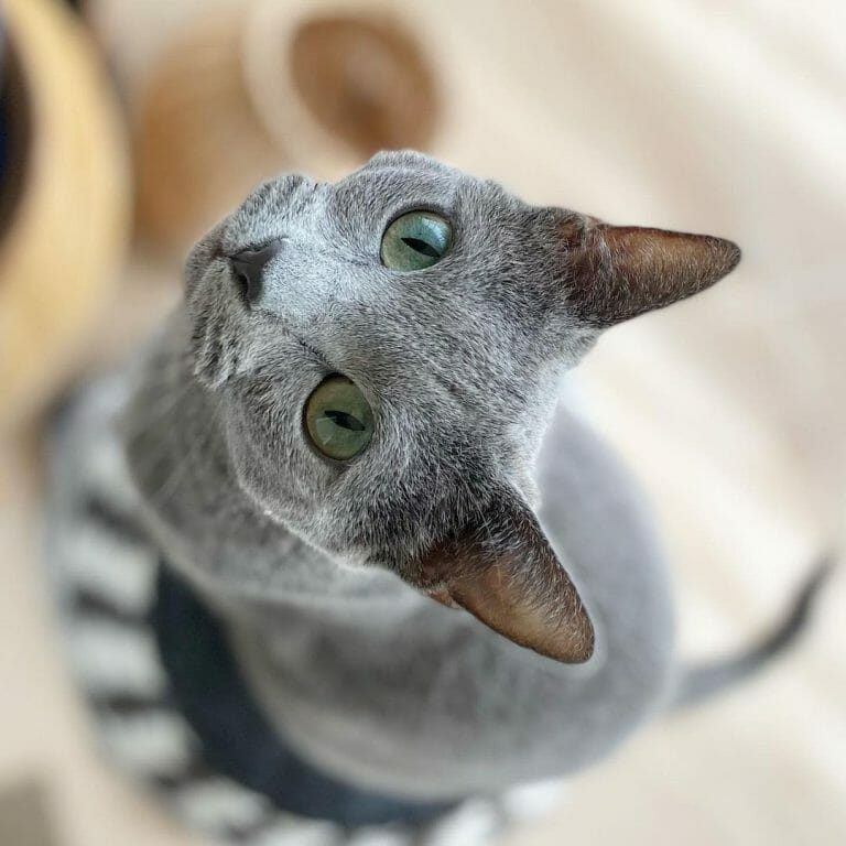 How Long Does the Russian Blue Cat Live?