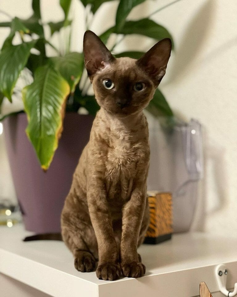 Do Devon Rex Cat Sheds?