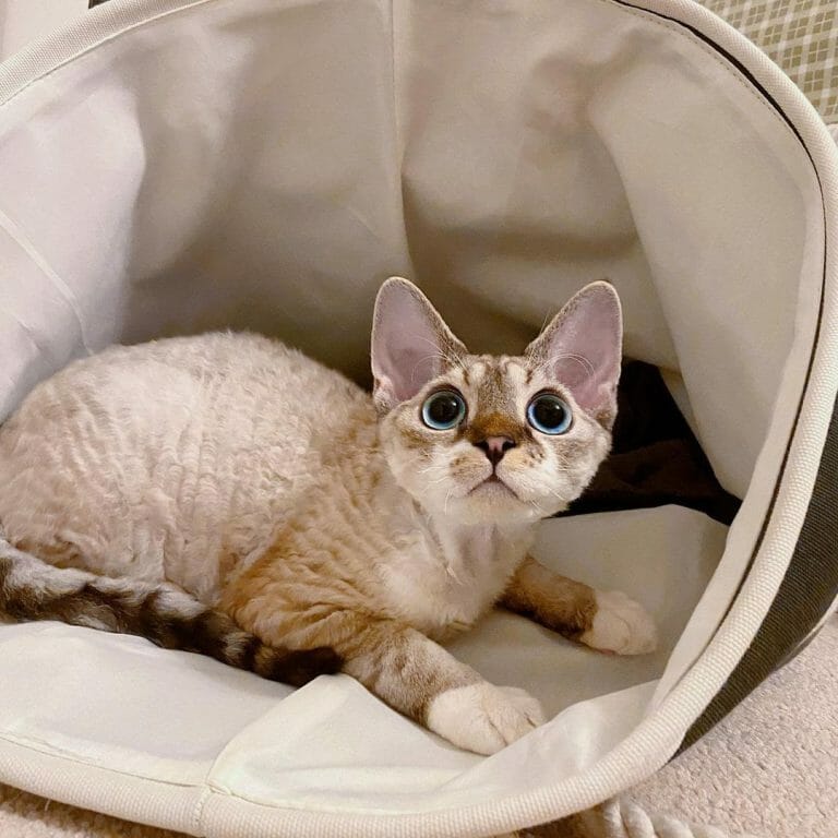 How Much Is a Devon Rex Cat