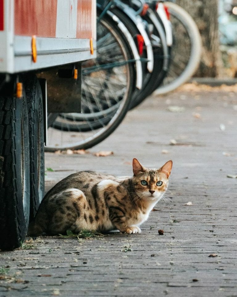 Ocicat vs Bengal: Are They Different?