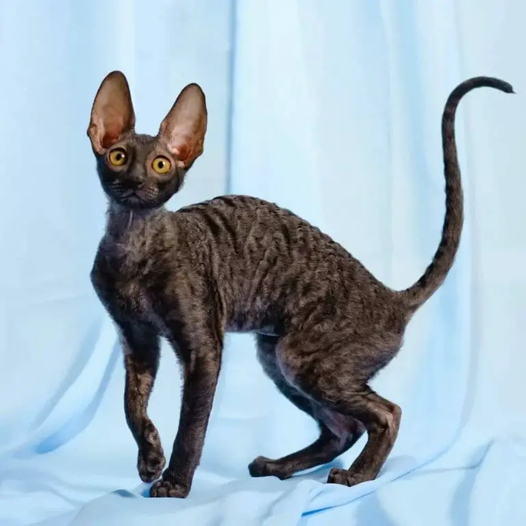 Devon Rex or Cornish Rex: What You Need To Know