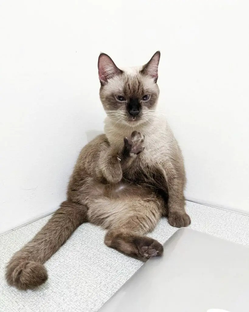 Siamese Cat 101: The Essential Guide - MyMoggy