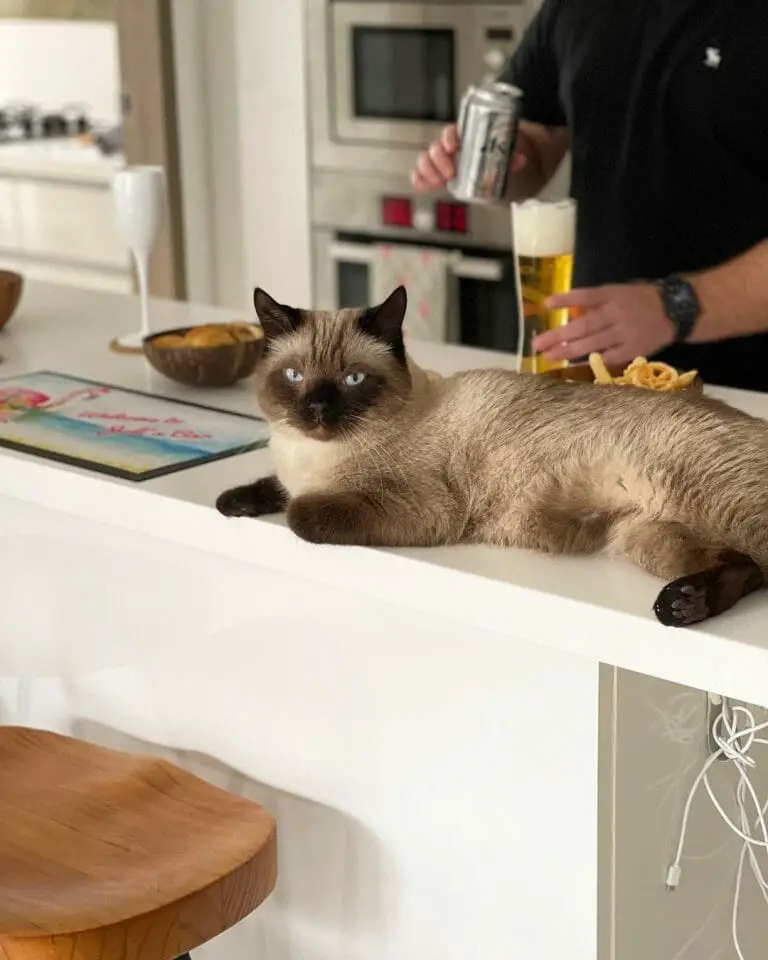 How Long Does Siamese Cats Live? Know the Facts Here!