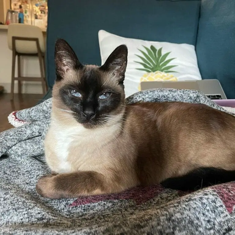 How Much Are Siamese Cats? Price Range & Factors