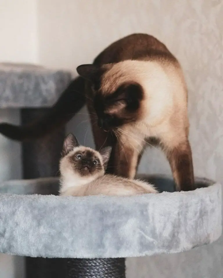 Are Siamese Cats Mean? A Guide to His Behavior