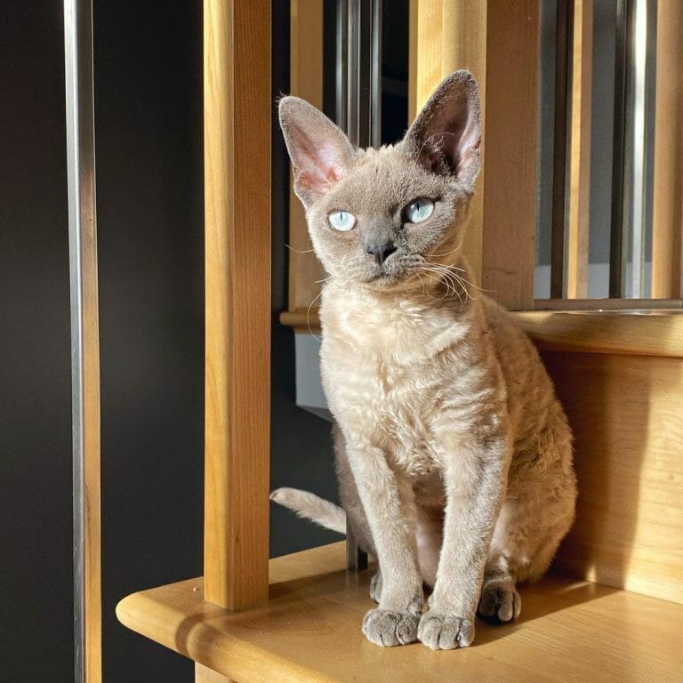 Devon Rex vs Sphynx: Differences and Characteristics