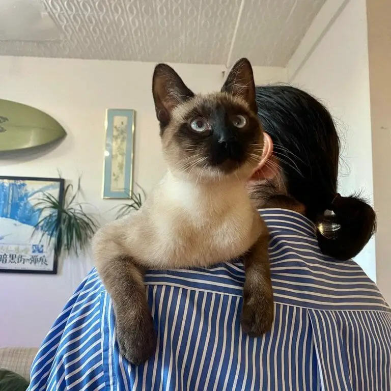 Are Siamese Cats Friendly? FAQs Plus Ways on How to Properly Bond With Them!