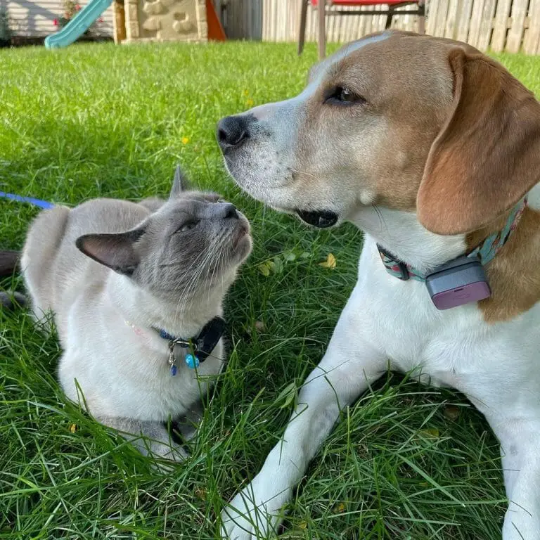Do Siamese Cats Get Along With Dogs? Here Are All the Answers You Need!