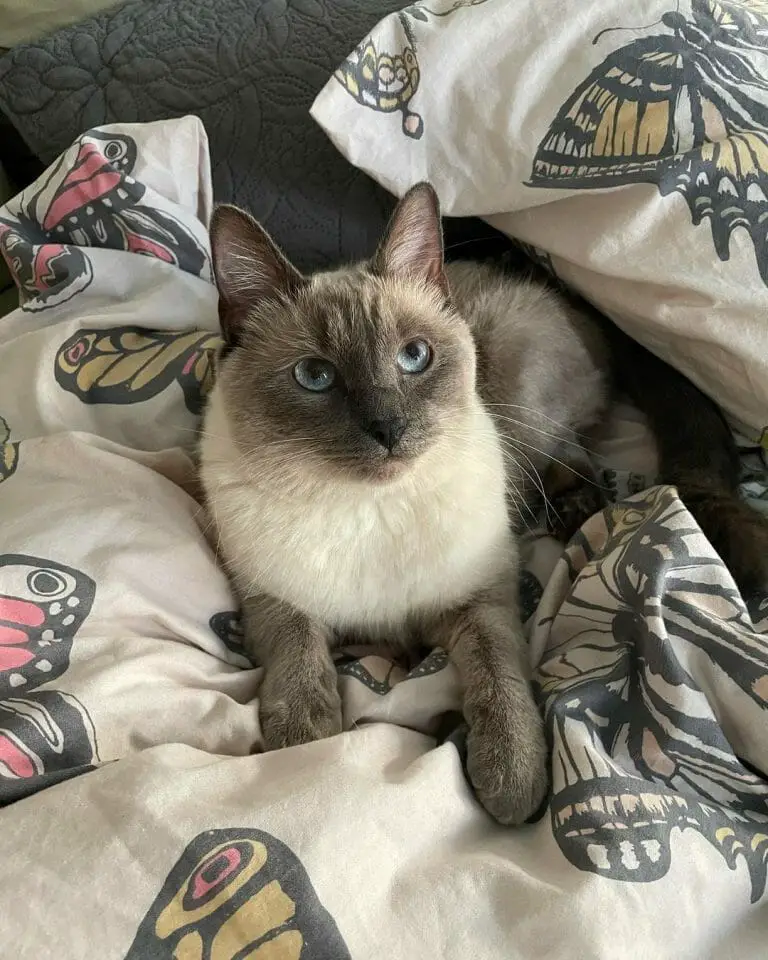 Why Are Siamese Cats Cross-Eyed? Facts You Need to Know