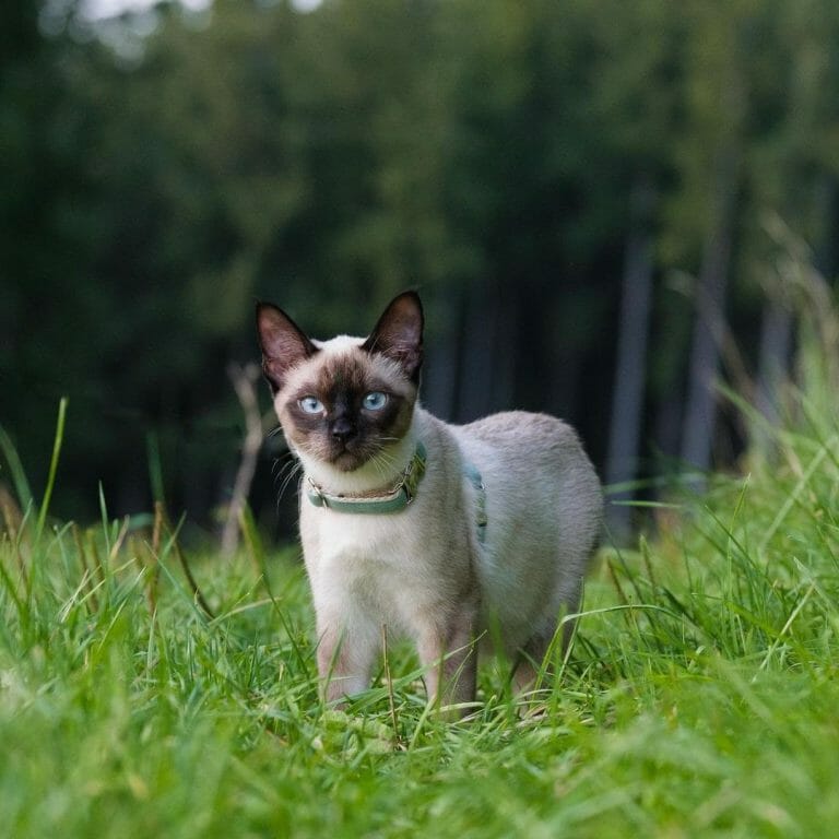 When Do Siamese Cats Stop Growing? Learn About Siamese Growth and Facts!