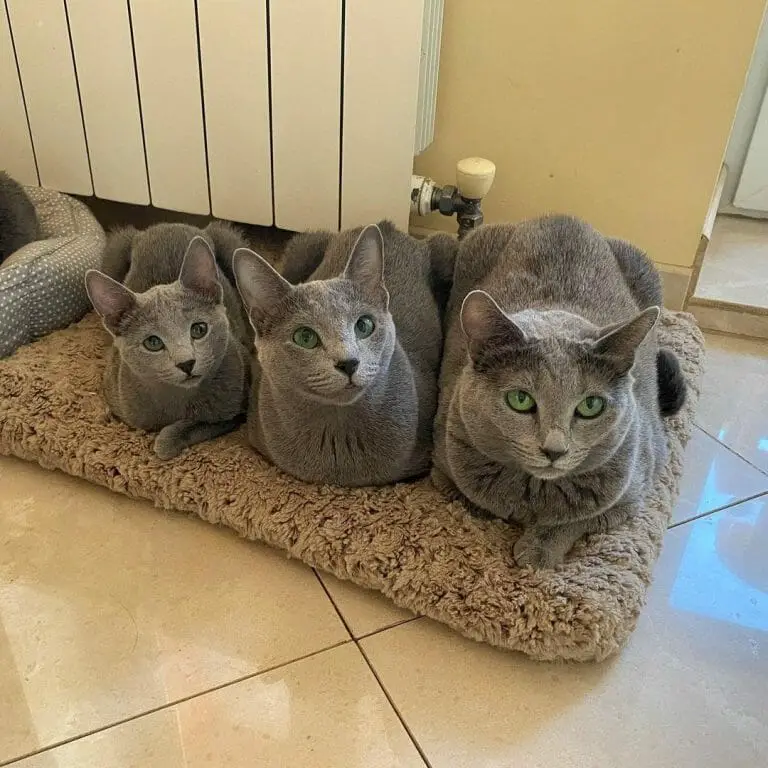 How Much Is a Russian Blue Cat? Price Guide for 2021