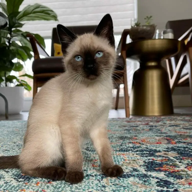 Are Siamese Cats Rare? 5 Qualities That Make Them Special!