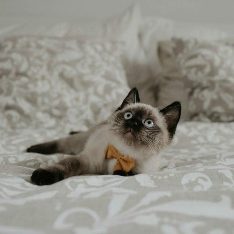 Are Siamese Cats Smart? All The Proofs You Need!