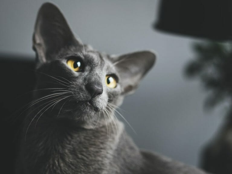 Can Siamese Cats Be Black? All Things Explained