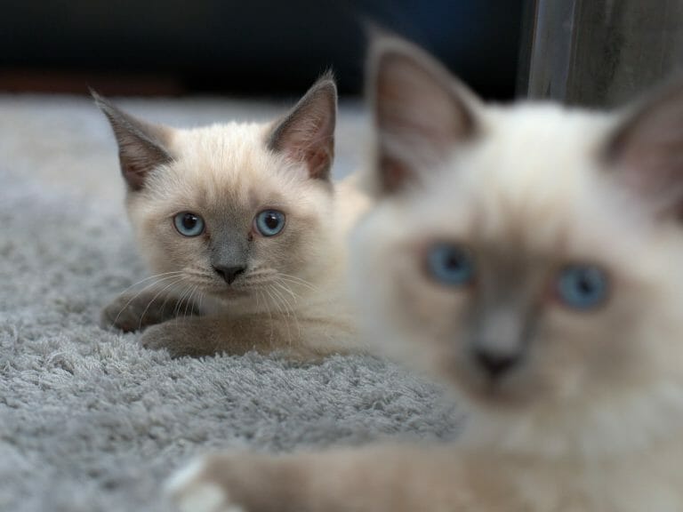 Where to Buy a Siamese Cat: 4 Potential Places and More!