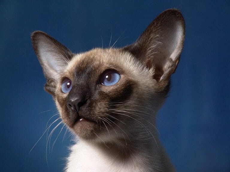Do Siamese Cats Have Blue Eyes? Let’s Find Out!