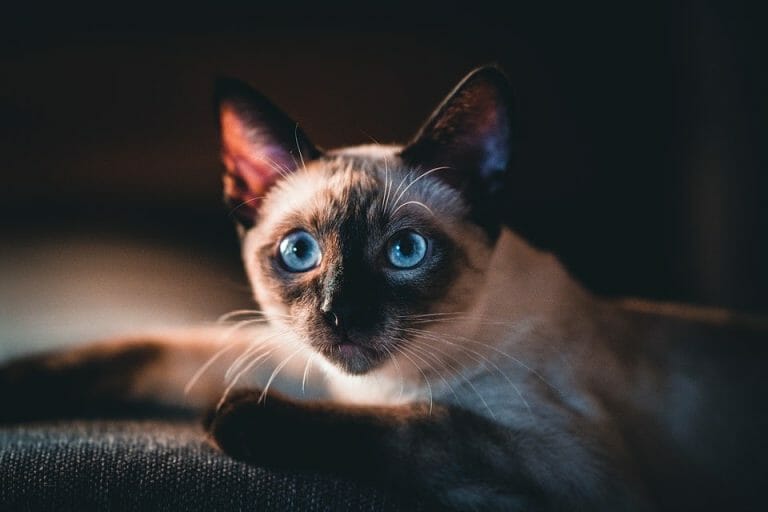 When Do Siamese Cats Stop Changing Color? What To Expect