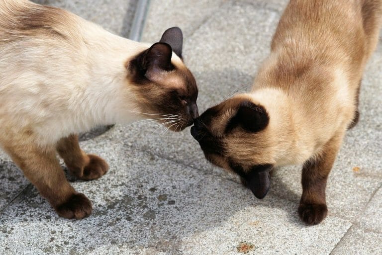 Do Siamese Cats Get Along With Other Cats? 6 Ways to Rightly Introduce a New Cat